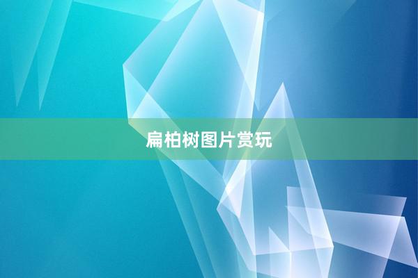 扁柏树图片赏玩